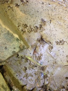 Tracks photographed near the river.  Frog... or baby alien?