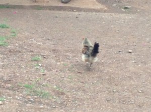 Blow-dried chicken escapes after pecking attack on paparazzi