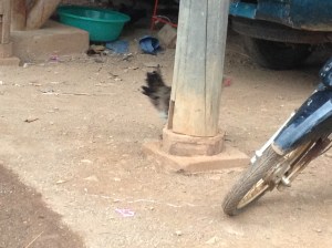 Blow-dried chicken ducking the media