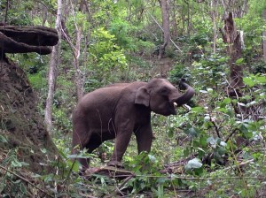 Bpee Mai.  He is the "veteran" baby, and the other babies often follow his example.