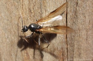 Flying ant.  Each morning I would find my bedroom floor littered with their wings.  I crafted a lovely papyrus stationery out of them.
