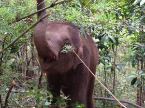 Lulu.  The forest is a strange place to her.