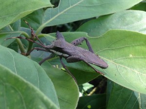 This is a bug of Thailand.  He's very cuddly.