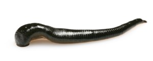 Leech.  The stuff of nightmares.