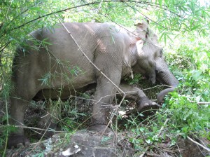 Kam Moon.  The largest elephant of the herd.