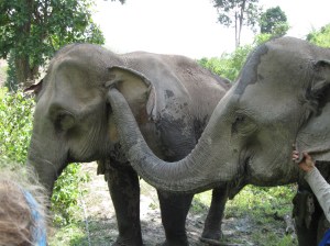 Kam Moon touches her mother, Kam Suk.  Kam Moon never strays far from her mother.