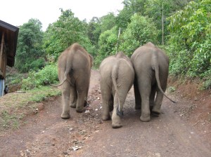 The babies, on the way to a day of foraging.