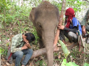 Sometimes Lulu clings to the mahouts.