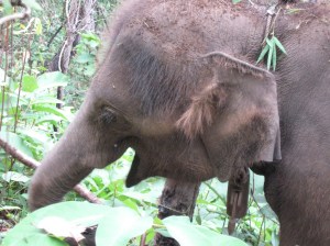 Lulu's old man hair.