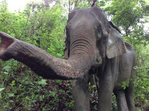 Mana.  Mana would turn out to be the most photogenic elephant.