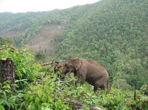 Mae San Jep.  The 'Mae' means 'Lady'.