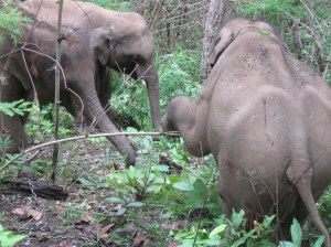 Mario stomps on a tree branch to make it more bite-sized.