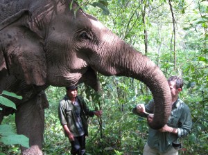 Feeding Tong Dee.  She became one of my favorites.