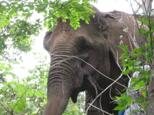Tong Dee. The face that launched dozens of tattoos.