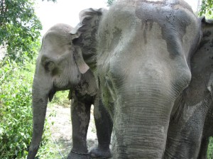 Kam Suk and Kam Moon.