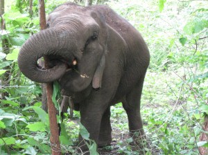 Mana pole dancing pose.