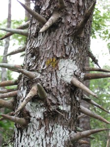 Canon pix June 15_2013 044