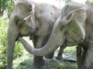 Kam Suk and Kam Moon