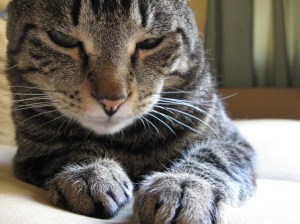 Picasso ornery winner 2