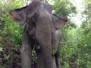 Mana. Mana and Sundance got along well and even went drinking together.