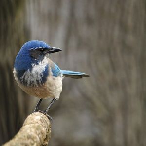 600px-Aphelocoma_californica_in_Seattle