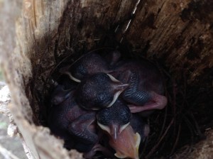 baby birds in bamboo 2