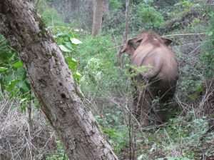 My last glimpse of Thong Dee.