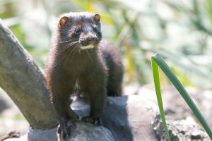 From Wikipedia Commons. http://commons.wikimedia.org/wiki/File:Mink_in_the_park.jpg By qmnonic