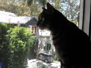 Picasso plus_Auguest 2013 005